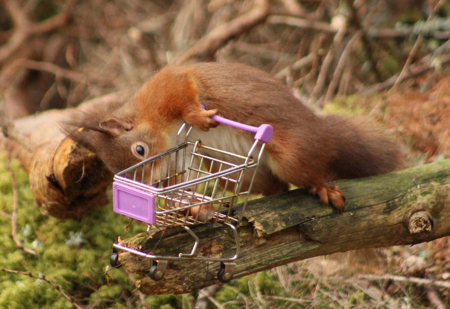 squirrel trolly