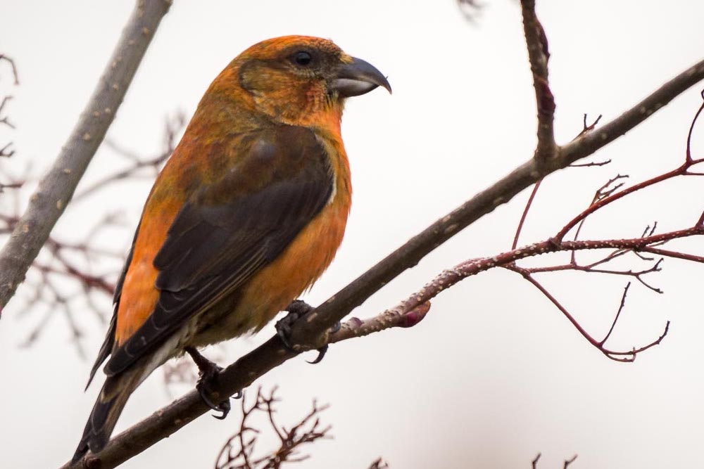 Crossbill