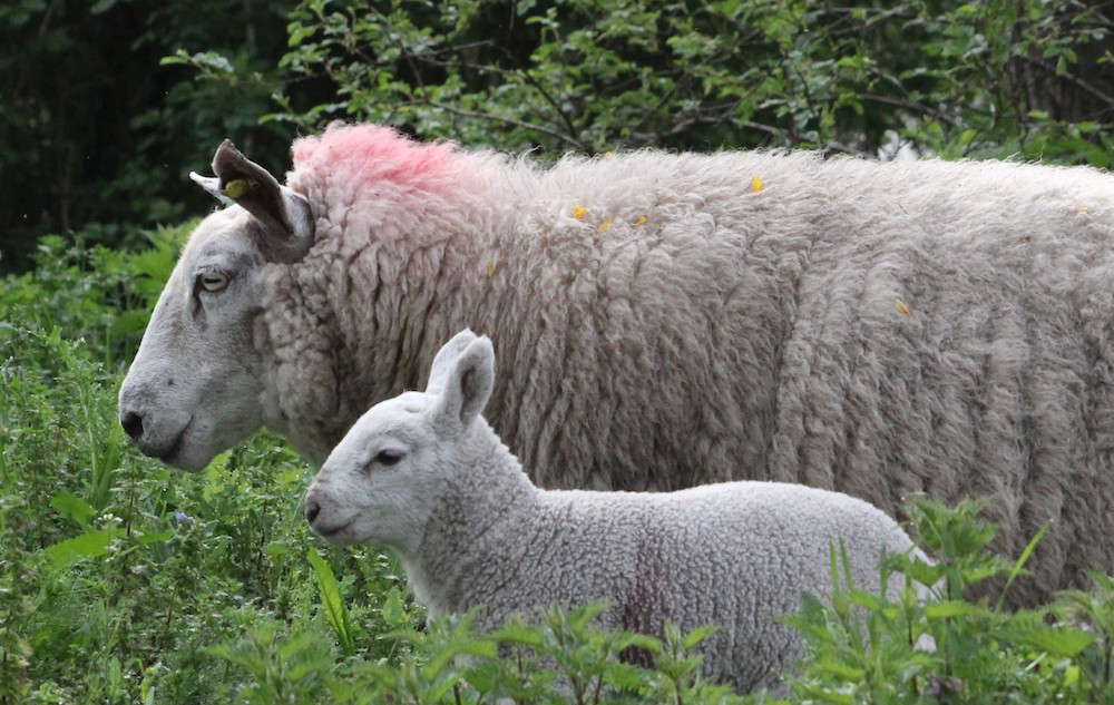 ewe lamb