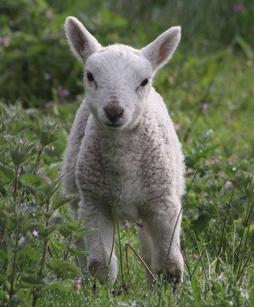 lamb portrait