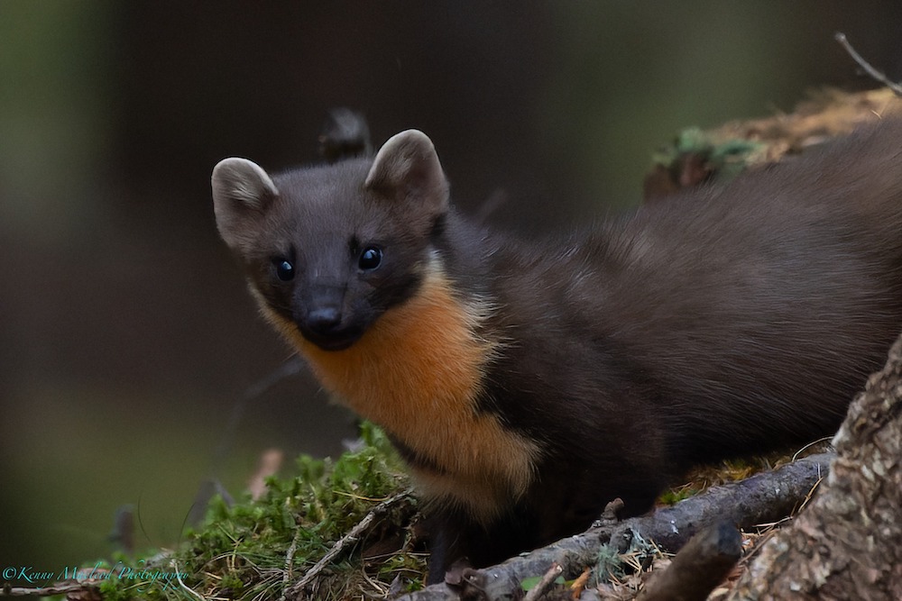 pine Martin