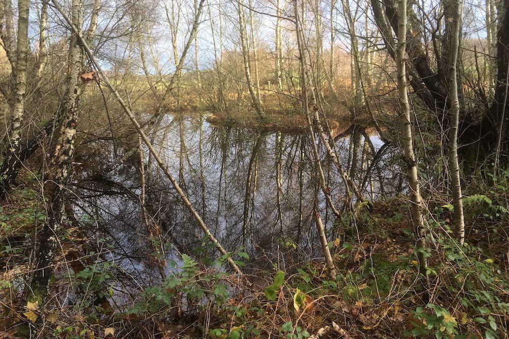 pond