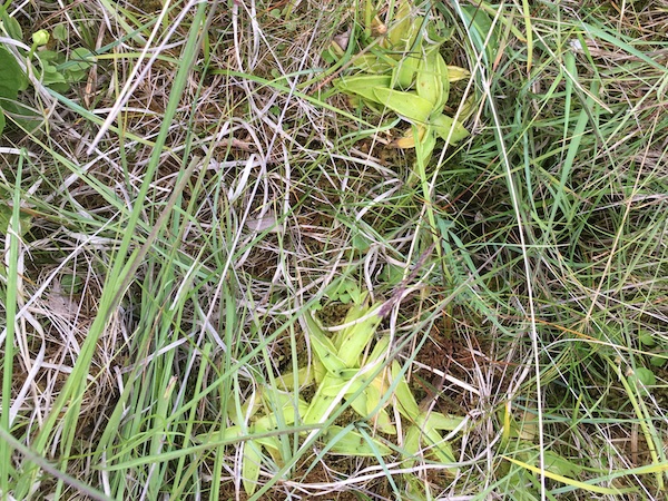 butterwort